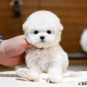 Pure Bichon Friseparents AKC registered