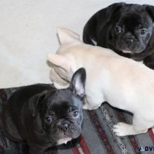 Healthy French Bulldog Puppies