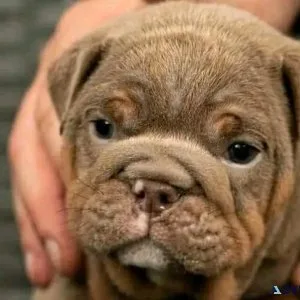 Puppies