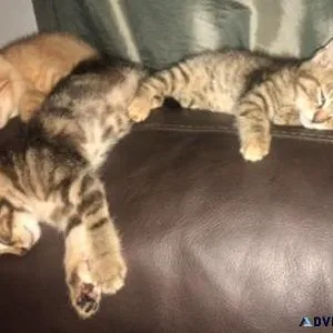 Kittens