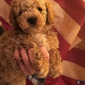Mini Goldendoodle Puppies