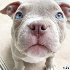 Cute American bulldog