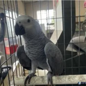 Available African Grey Parrots