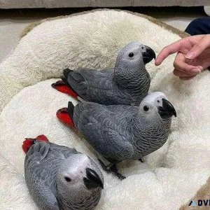 Gorgeous African Grey Parrots for sale now