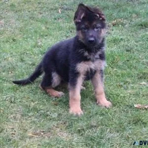 German Shepard puppies