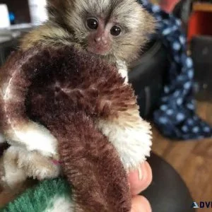 Spoon Seized Teacups Marmoset Monkeys For Sale
