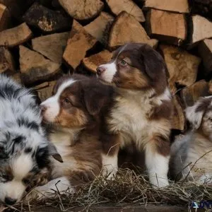Adorable Australian Shepherd Puppies