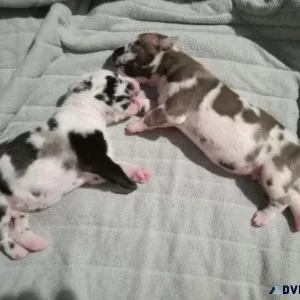 Great Dane puppies
