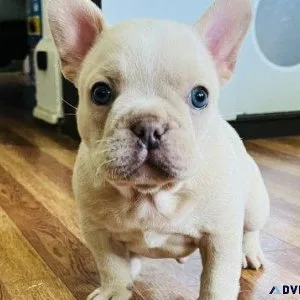 Adorable French Bulldog Puppies