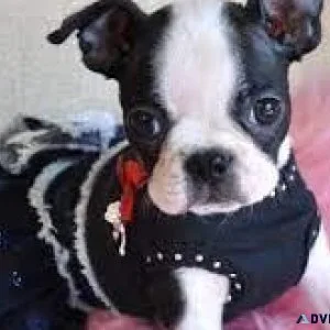 Boston Terrier
