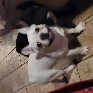 French Bulldogs