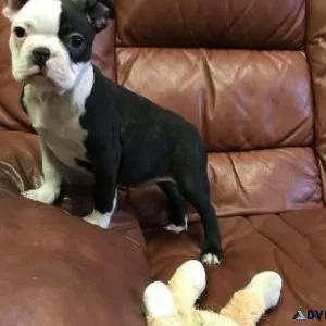 Reg Boston Terrier Puppies For Sale