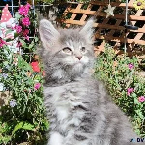 Maine Coon Kittens