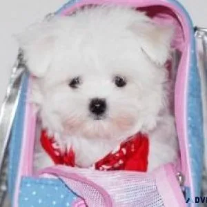 Home Trained Teacup Maltese Puppies