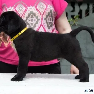 Register Cane Corso Puppies Available For Rehoming