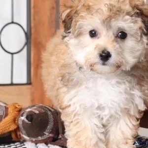 Well-socialized Morkie Puppies
