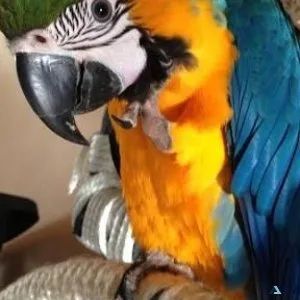 Intelligent Blue and Gold Macaws Available