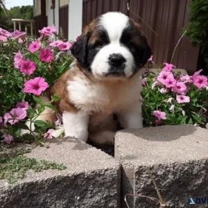 Saint Bernard puppies