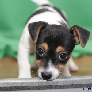 Jack Russell Terriers