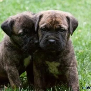 Home raised Cane Corso Puppies