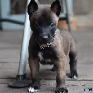 Brown Collar Belgian Malinois Puppy