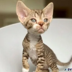 Beautiful Devon Rex Red point boy.