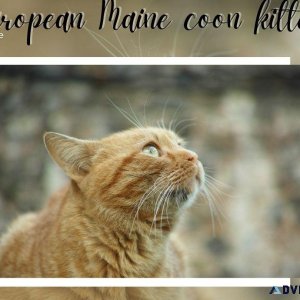 European Maine coon kittens for sale