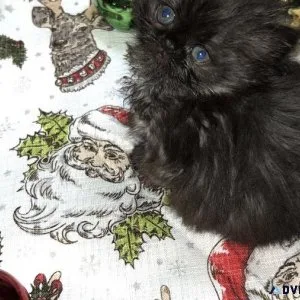 Persian kitten (MALE)