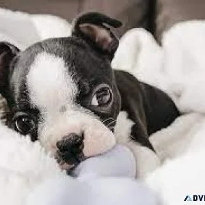 Boston terrier puppies