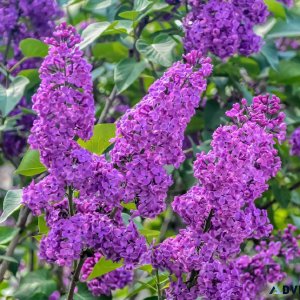 Why buy Wisteria Plant online