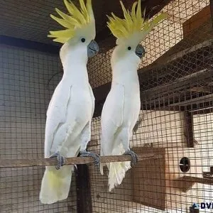 Beautiful Cockatoo Birds
