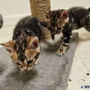 Bengal Kittens TICA Registered