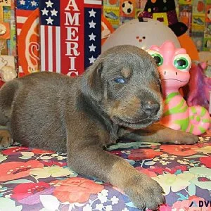 DOBERMAN PUPPIES FOR SALE