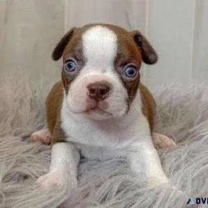 AKC Trained Boston Terrier is Ready for Adoption