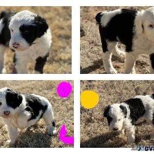 Sheepadoodles