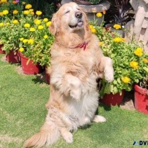 Best Dog Trainer in Delhi  Expert Guidance