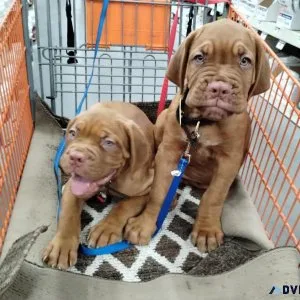 Dogue De Bordeaux puppies for sale