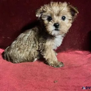 yorkshire puppies for adoption