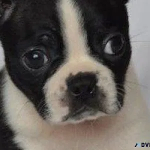 KC Boston Terrier Puppies