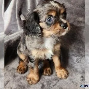 Cavalier King Charles Spaniel Puppy