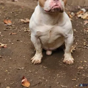 American Bully Available