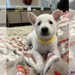 White German Shepherd Puppy