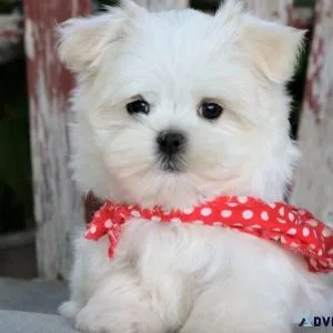 Uhes Maltese puppies available