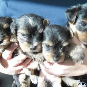 cute yorkshire terrier puppies
