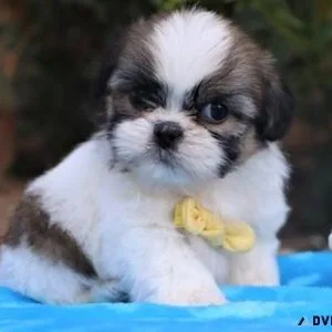 Shih Tzu puppies