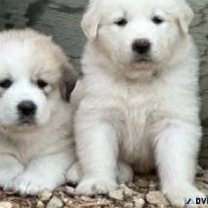 GREAT PYRENEES PUPPIES