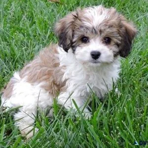 Beautiful Cavachon Puppies For Sale.