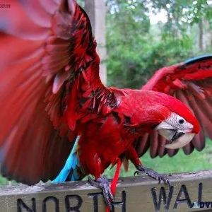 SCARLET MACAWS LOOKING FOR NEW HOMES