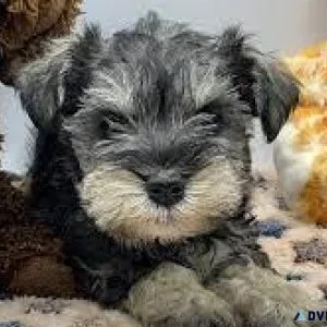 TOY Schnauzer puppies