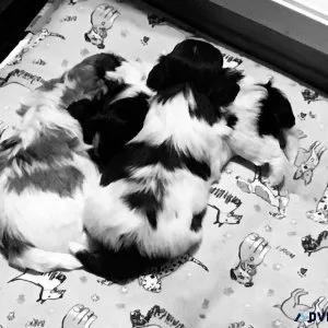 HAVANESE PUPPIES